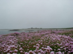 Les arméries en fleur en mai 2007